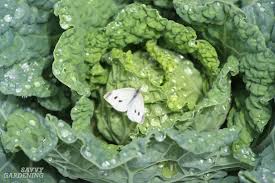 These fruit pests are hard to kill and early spraying is required to kill the caterpillars before they enter the fruits. Cabbage Worm Identification And Organic Controls