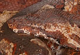 Image result for Brachyachne simonsii