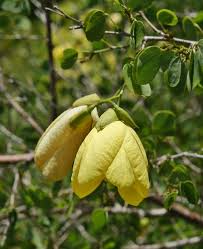 Image result for Bauhinia tomentosa