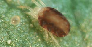 Irrigation and nitrogen management relationships to 16 references 1. Cotton Insect Management Guide Teaching Research Extension And Service