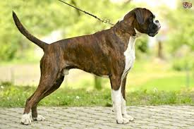 Check spelling or type a new query. What Are The Pros And Cons Of Adopting A Rescue Boxer What Is The Breed Like To Own Quora