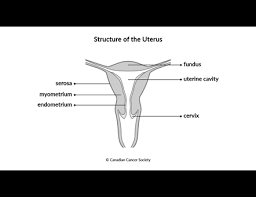 Image result for uterus