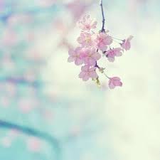Bangalore India Pretty Flowers Flowers Nature Beautiful Flowers