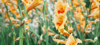 Check spelling or type a new query. Do Gladiolus Bulbs Spread On Their Own Backgarden Org