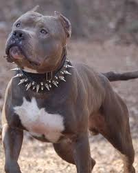 Strong Pitbull Pitbulls Pitbull Dog Blue Nose Pitbull