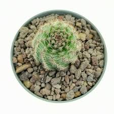 Image result for Cavacoa aurea