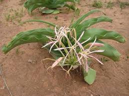 Image result for Crinum buphanoides