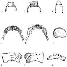 Living in what was doggerland, this humanoid use to walk, sleep, and hunt in the plainfield in what is right now the english channels. This Drawing Compares The General Morphology Of The Homo Erectus From Download Scientific Diagram