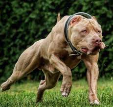 Pitbulls Are Awesome See More At Fb Me Pitloversclub Pitbull Pitbullsofinstagram Pitbulls Pitbulllove Pitbulladvocate Pitbulllife Pitbullsofig Pitbullpu