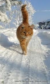 We hopen dat we gezond mogen blijven. 470 Ideeen Over Dieren In De Winter In 2021 Dieren Sneeuw Winter