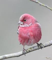 Pin By Kathy Sweeney On Aves In 2020 Pretty Birds Rare Birds Beautiful Birds