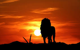 Lion Silhouette At Sunset Free Stock Photo Public Domain Pictures Find high quality lion silhouette, all silhouette images can be downloaded for free for personal use only. lion silhouette at sunset free stock