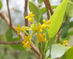 Image result for Gnidia