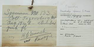 Image result for Pseudocalyx saccatus