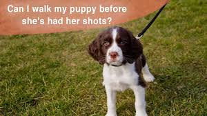 Puppy vaccine schedules can be daunting to new dog owners. Nlzjo Li4orgwm