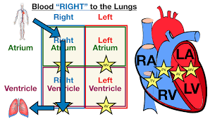 Blood and lymph vessels arteries and nerves of hand: Heart Anatomy Labeled Diagram Structures Blood Flow Function Of Cardiac System Ezmed