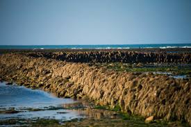 Histoire Et Patrimoine De La Tranche Sur Mer