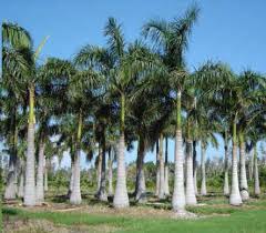 Image result for Roystonea oleracea