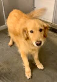 Durable Toys for Golden Retrievers