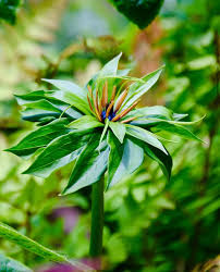 Image result for Nymphoides thunbergiana