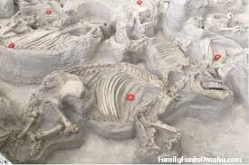 Discover ashfall fossil beds in royal, nebraska: Ashfall Fossil Beds Visiting With Kids Family Fun In Omaha