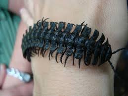 Black And Yellow Striped Millipede Centipede Or Bracelet Centipede House Beetles Log Homes Exterior