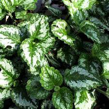 Image result for Lamium galeobdolon