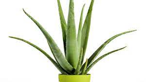 En jus ou en gel, pur ou dilué, tout savoir sur le meilleur mode de conservation de cet ingrédient précieux. Aloe Vera Plantation Entretien Cote Maison
