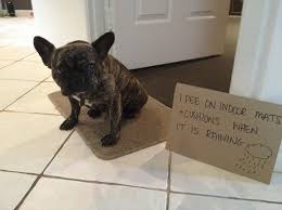 There are no shortcuts around it. How To Potty Train Your French Bulldog Puppy French Bulldog Buzz Dog Shaming Funny Dog Shaming French Bulldog Puppies