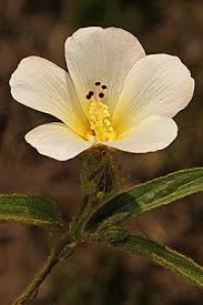 Image result for Hibiscus aethiopicus