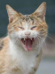 25 Pics 3 Stray Cats Yawning Competition Catloverjes Cats Cat Yawning Stray Cat