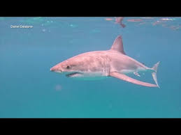 Florida divers ecstatic after swimming with great white sharks in the Gulf  - YouTube