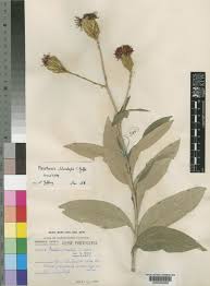 Image result for Pleiotaxis