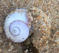 Ontdek de perfecte stockfoto's over bubble shell en redactionele nieuwsbeelden van getty images kies uit premium bubble shell van de hoogste kwaliteit. A Snail With A Quot Bubble Raft Quot Observation Of The Week 7 16 18 Inaturalist