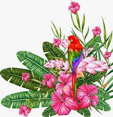 Tropical Plant Material Tropical Plants Plant Vector Anthurium Png Transparent Clipart Image And Psd File For Free Download Tropical Art Tropical Illustration Plant Vector