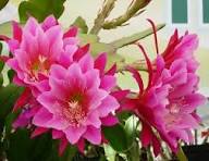 Hoa Quỳnh - Ý Nghĩa Hoa Quỳnh | Tâm Flowers