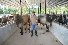 Untuk contoh yang diberikan ini, lembu fidlot hanya perlu diberi t ambahan zat galian, terutamanya galian kalsium (ca) dan fosforus (p), iaitu. Lukisan Kandang Lembu Cikimm Com