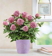 Maybe you would like to learn more about one of these? Lavish Lavender Rose Plant 1800flowers Com 157139