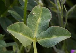 Image result for Trifolium spumosum