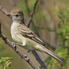 Image result for Hermannia eenii