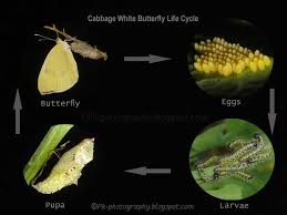 We did not find results for: Nature Cultural And Travel Photography Blog Large Cabbage White Butterfly Life Cycle
