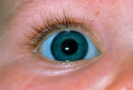 Image result for Sclera