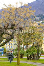 Image result for Melia azedarach