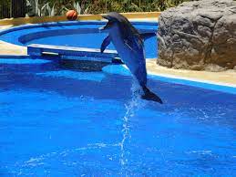 dolphins they are so beautiful check out our new jewelry collections www women jewelry com water park indoor waterpark park