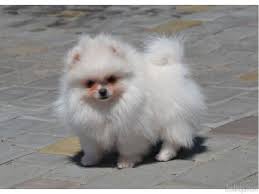 York, pa > community events for sale gigs housing jobs resumes services > all activity partners artists childcare general groups local news and views lost & found missed connections musicians pets politics rants & raves rideshare volunteers pets > Pomeranian For Sale Near Me Craigslist Novocom Top