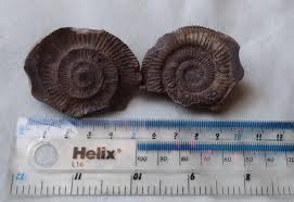 1840s england, acclaimed but overlooked fossil hunter mary anning and a young woman sent to convalesce. I Found An Ammonite I Was Taking A Walk Picking Up Rocks In A Stream As You Do To Find One With A Bumpy Outline So I Threw At A Wall And