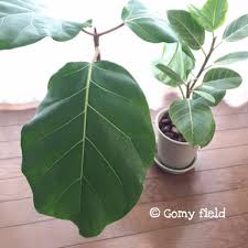 アフリカンプリンスも挿し木で増やせます Gomy Field 楽天ブログ