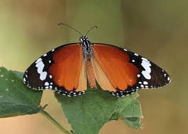 Image result for Stathmostelma pedunculatum