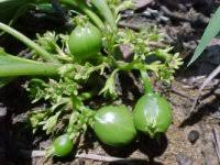 Image result for Pygmaeothamnus zeyheri