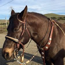 My Hard To Fit Morgan Gelding Looking Very Non Plussed By My Latest Attempt To Put A Headstall Together That Fits Him Horses Beautiful Horses Headstall